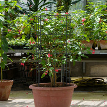 Load image into Gallery viewer, Gymax 4 Pack Tomato Cages Garden Cages Stakes Plant Trellis 16'' x 16'' x 39''