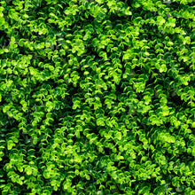 Load image into Gallery viewer, Gymax 12PCS 16x24inch Artificial Eucalyptus Hedge Plant Privacy Fence Panels